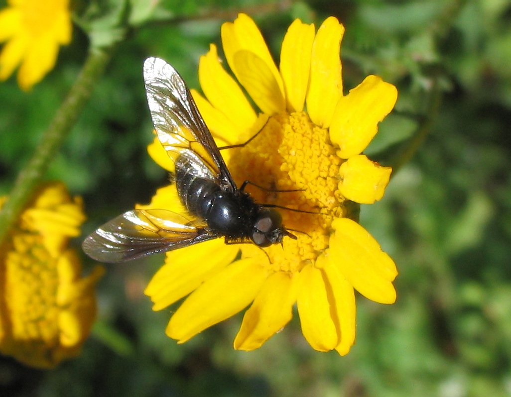 Lomatia sp.